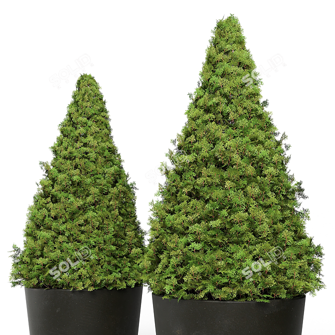 Modern Topiary Cypress Planters Set 3D model image 2