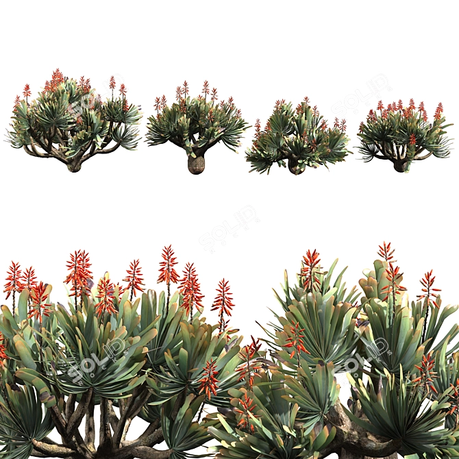 Corona Rendered Aloe Plicatilis Model 3D model image 1