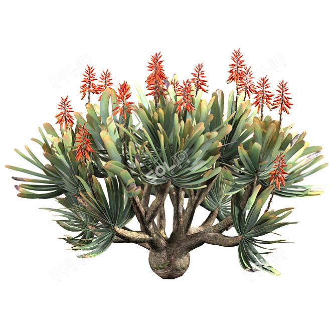 Corona Rendered Aloe Plicatilis Model 3D model image 4