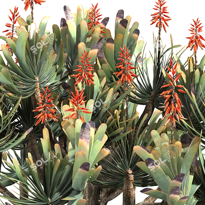 Corona Rendered Aloe Plicatilis Model 3D model image 6