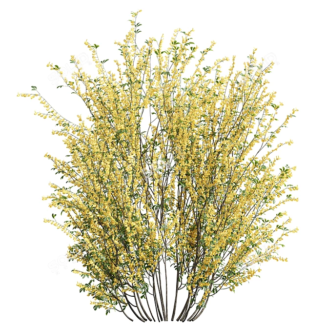 Detailed Cytisus scoparius 3D Model 3D model image 2