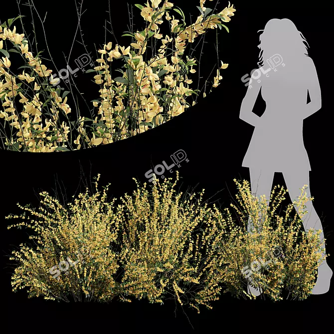 High Detail Cytisus Scoparius Plant 3D model image 1