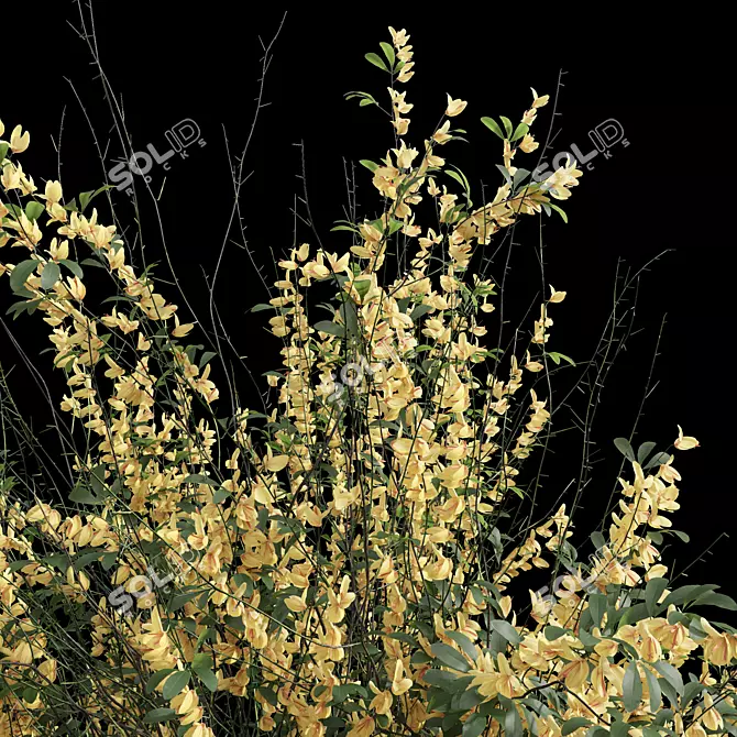 High Detail Cytisus Scoparius Plant 3D model image 2