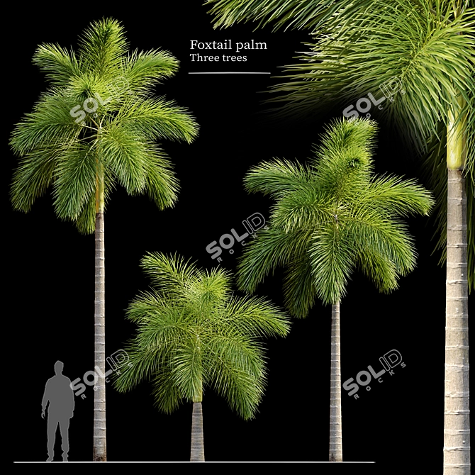 Wodyetia Bifurcata Palm Tree Brush 3D model image 1