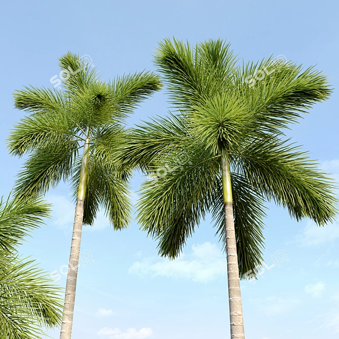 Wodyetia Bifurcata Palm Tree Brush 3D model image 3