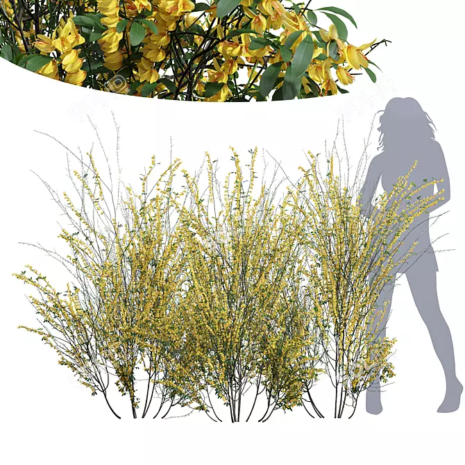High-detail Cytisus scoparius Plant 3D model image 1