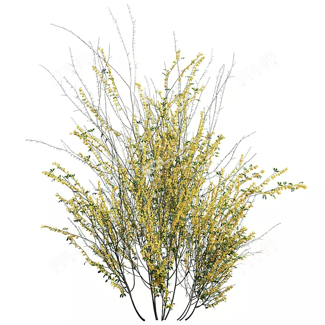 High-detail Cytisus scoparius Plant 3D model image 2