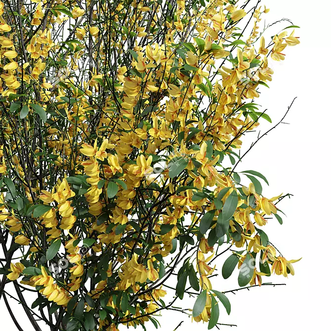 High-detail Cytisus scoparius Plant 3D model image 3