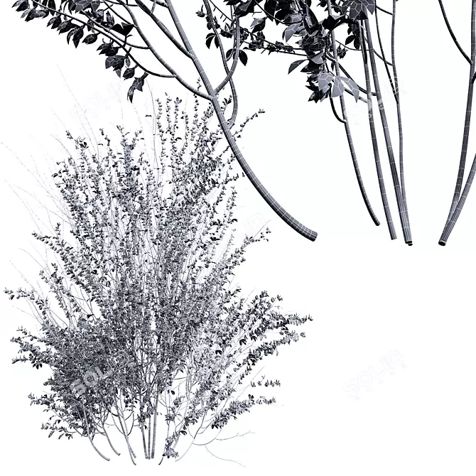 High-detail Cytisus scoparius Plant 3D model image 4