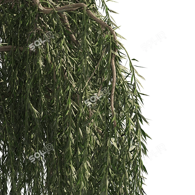 Weeping Willow Salix 3D Models 3D model image 2