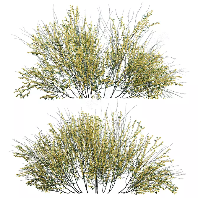 Detailed Cytisus Scoparius 3D Models 3D model image 3