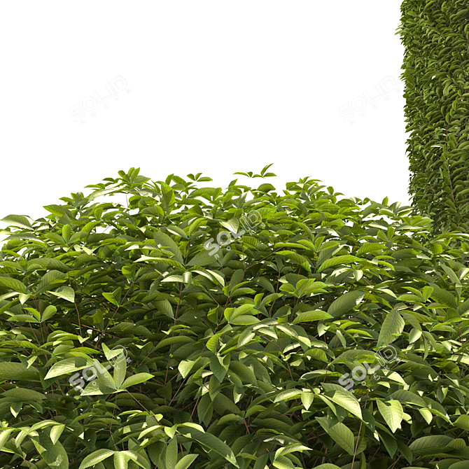 3D Plants Collection Set 3D model image 4