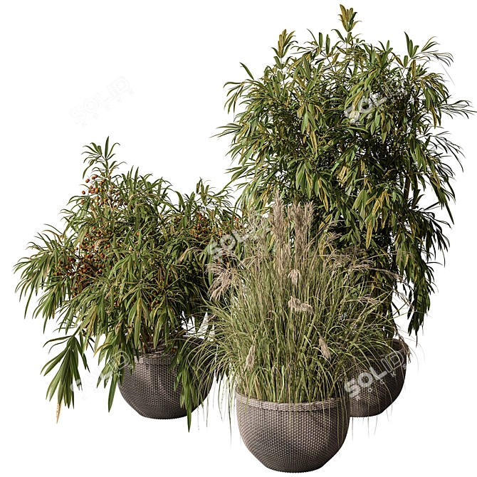 Indoor Tree Plant Set w/ Pot 3D model image 1