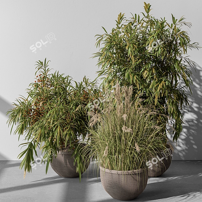 Indoor Tree Plant Set w/ Pot 3D model image 2