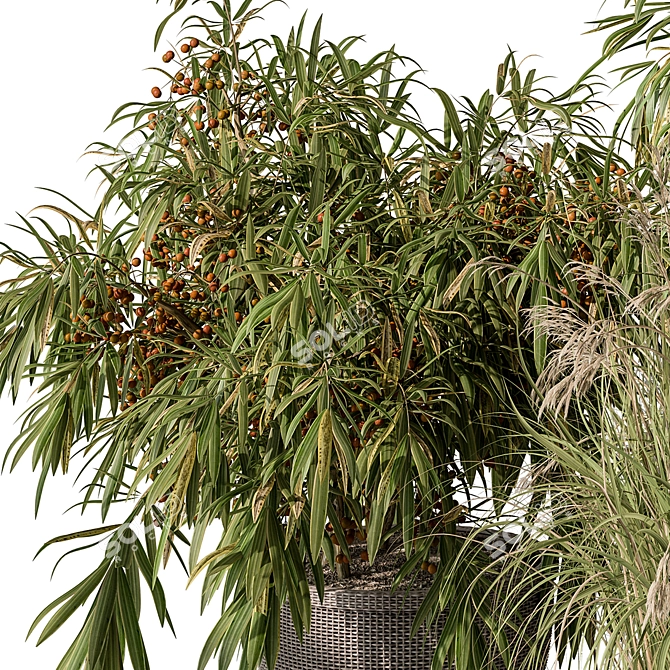 Indoor Tree Plant Set w/ Pot 3D model image 3