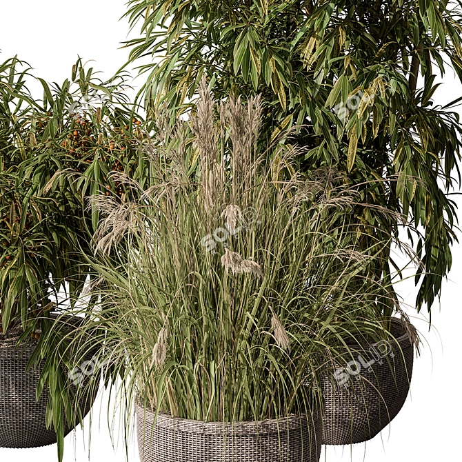 Indoor Tree Plant Set w/ Pot 3D model image 4
