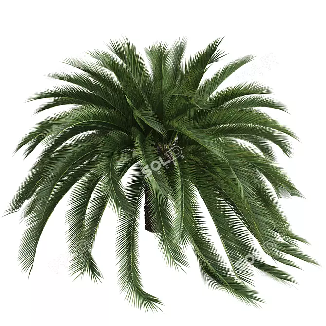 Exquisite Macrozamia Moorei Palm Collection 3D model image 2