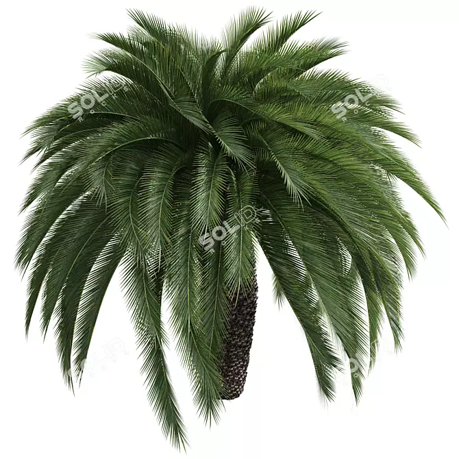 Exquisite Macrozamia Moorei Palm Collection 3D model image 3