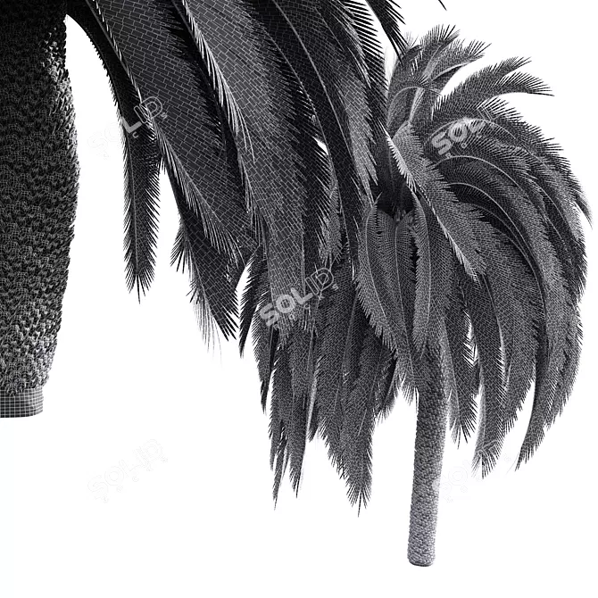 Exquisite Macrozamia Moorei Palm Collection 3D model image 5