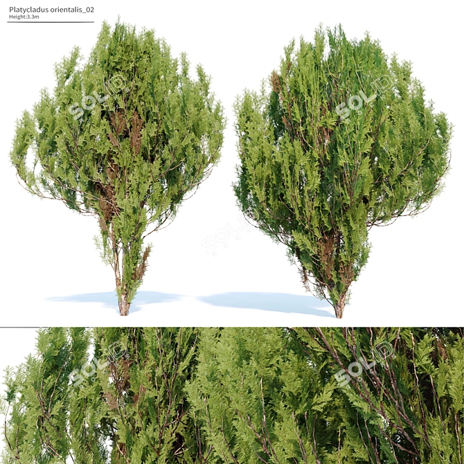 Chinese Thuja Tree Pair 3.3m 3D model image 1