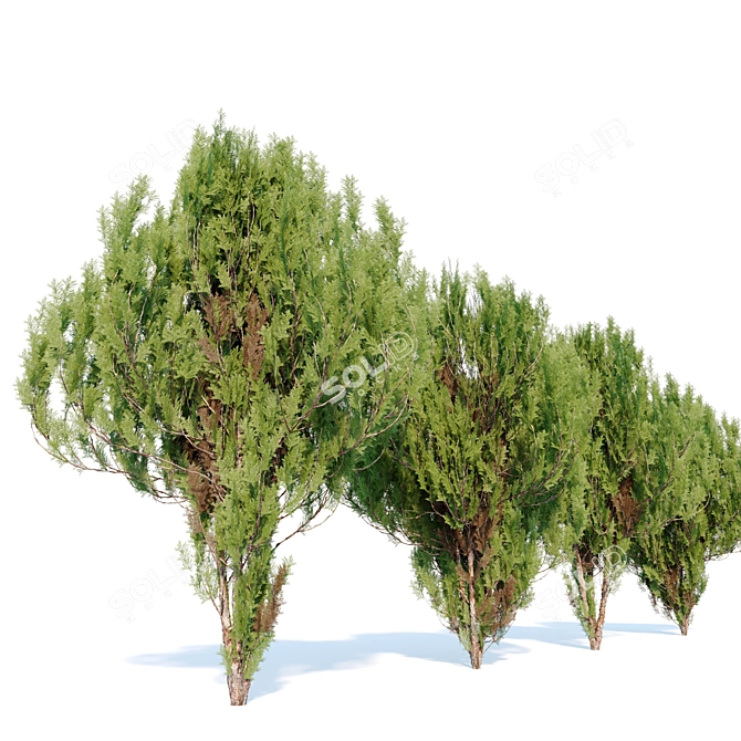 Chinese Thuja Tree Pair 3.3m 3D model image 2