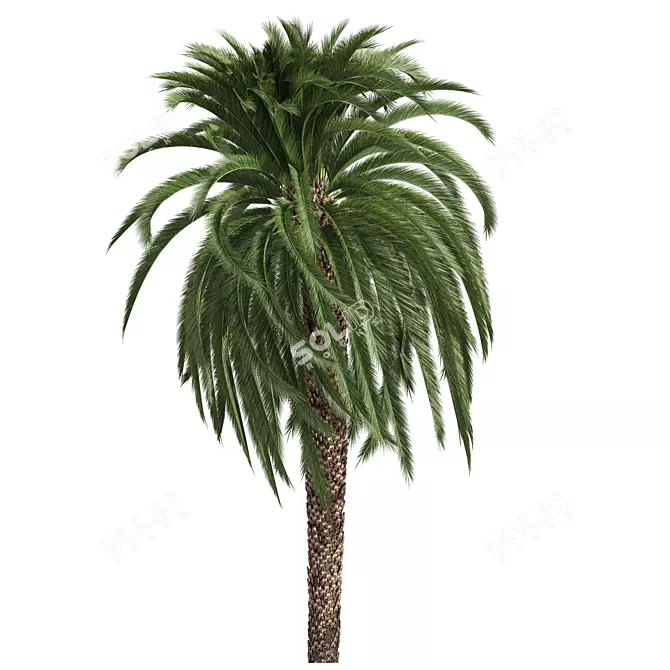 Detailed Macrozamia Moorei Palm Model 3D model image 2