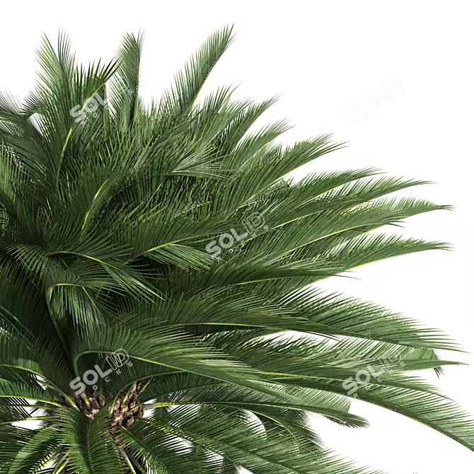 Detailed Macrozamia Moorei Palm Model 3D model image 3