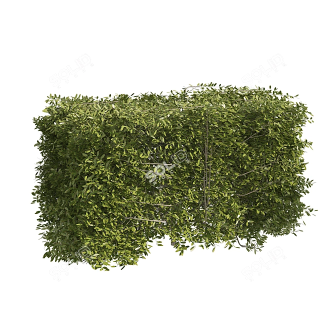 Prunus laurocerasus Topiary 3D Models 3D model image 2