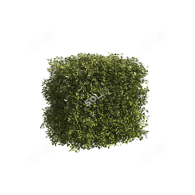 Prunus laurocerasus Topiary 3D Models 3D model image 3