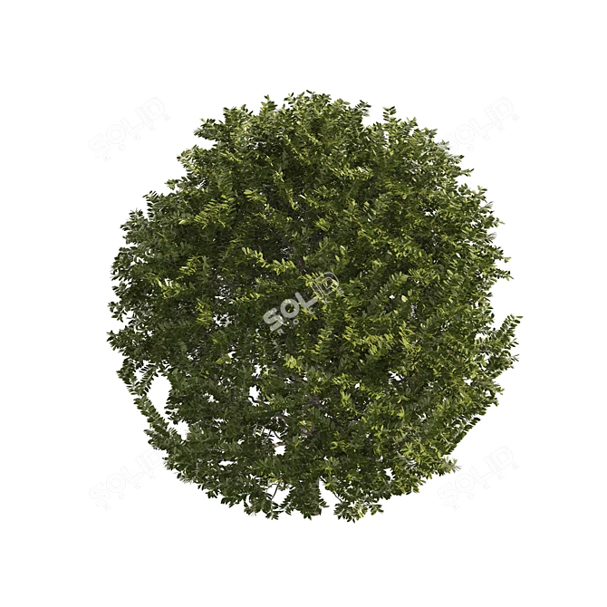 Prunus laurocerasus Topiary 3D Models 3D model image 4