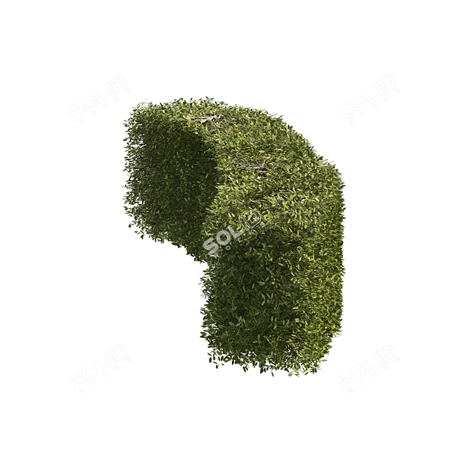 Prunus laurocerasus Topiary 3D Models 3D model image 5