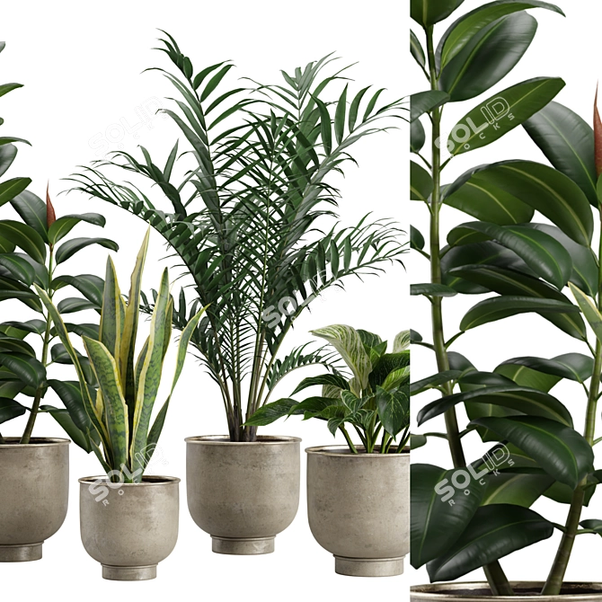 Indoor Exotic Plants Bundle Pack 3D model image 2