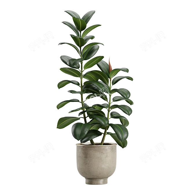 Indoor Exotic Plants Bundle Pack 3D model image 5