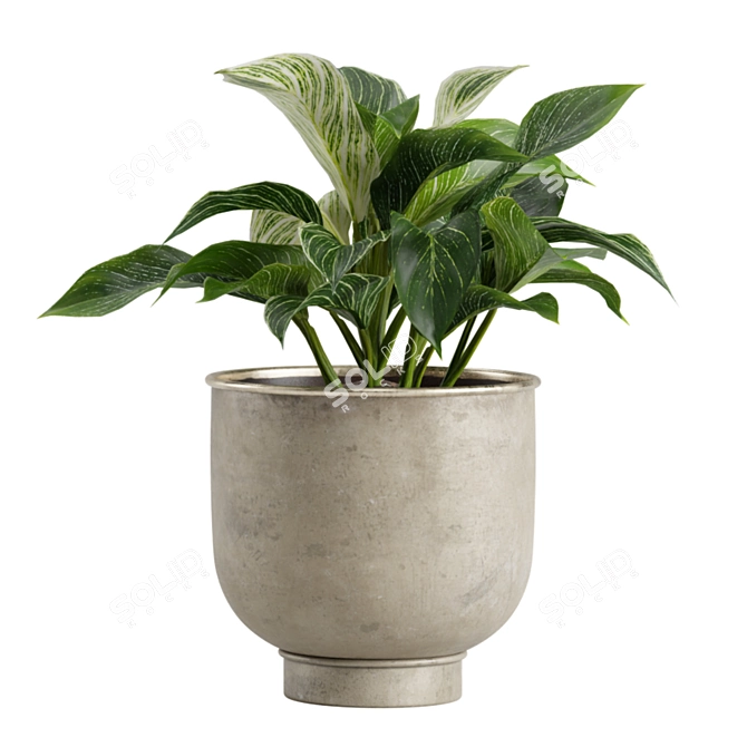 Indoor Exotic Plants Bundle Pack 3D model image 7