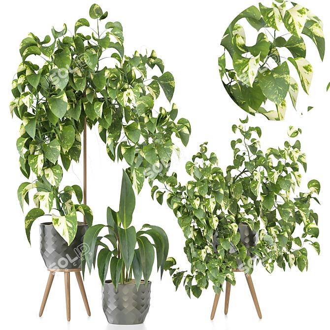 Modern Indoor Plant Collection 94 3D model image 1