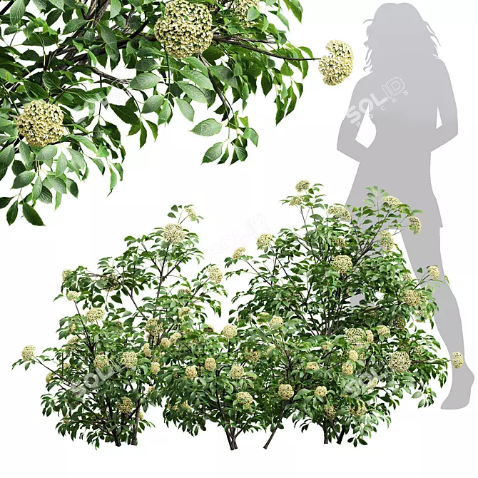 Detailed Sambucus Nigra Plant Models 3D model image 1