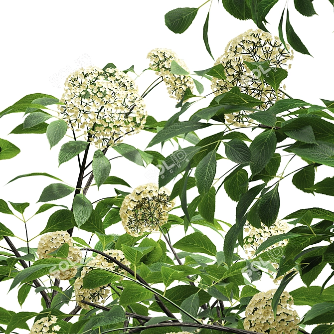 Detailed Sambucus Nigra Plant Models 3D model image 3