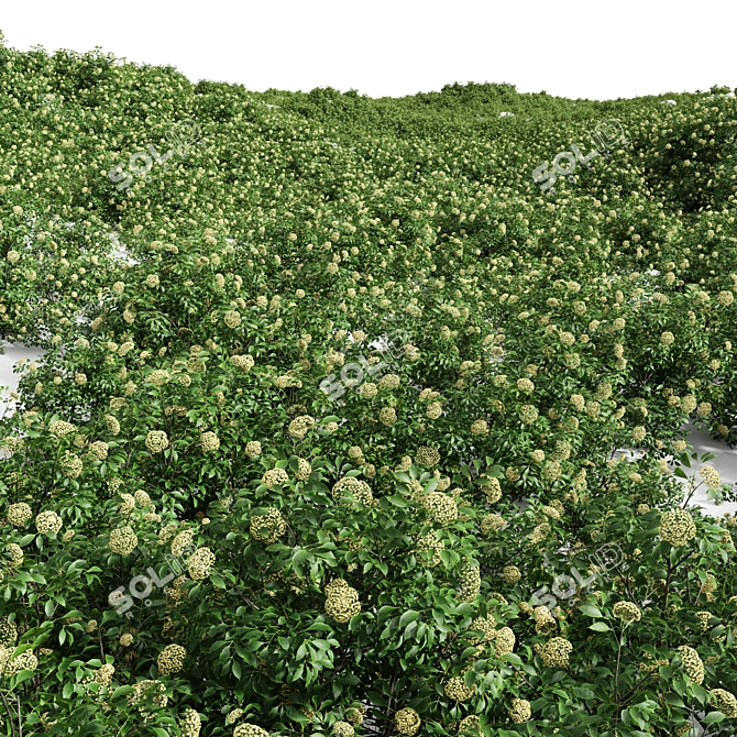 Detailed Sambucus Nigra Plant Models 3D model image 4
