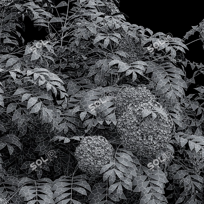 Detailed Sambucus Nigra Plant Models 3D model image 5