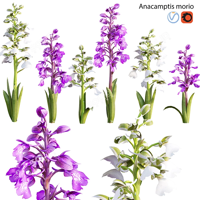 Orchid 3D Model Collection - Archival Formats 3D model image 1