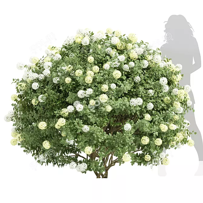 Deluxe Viburnum Opulus 3D Bush 3D model image 1
