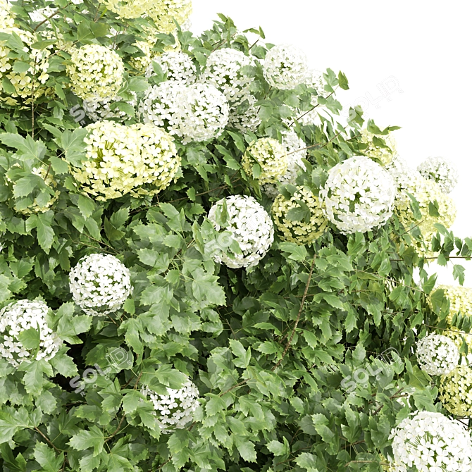 Deluxe Viburnum Opulus 3D Bush 3D model image 2