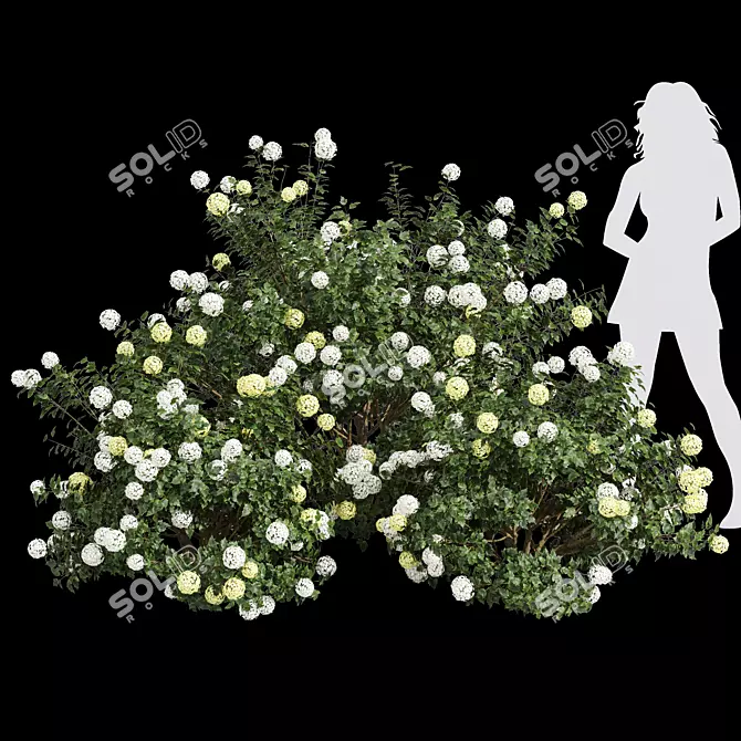 Viburnum Opulus Roseum 3D Models 3D model image 3