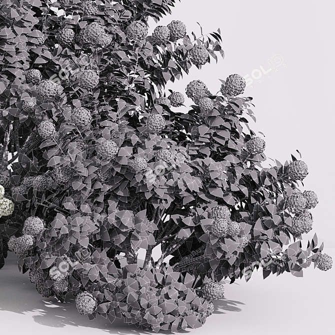 Viburnum Opulus Roseum 3D Models 3D model image 4
