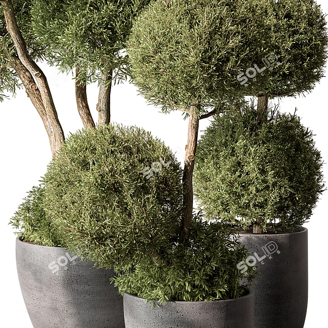 Outdoor Topiary Ball Plant Set 3D model image 2