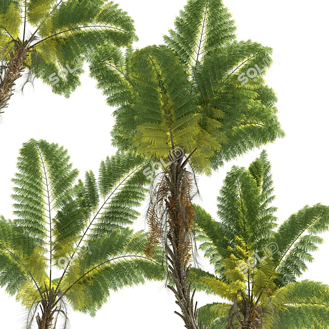Tall Alsophila Spinulosa Fern Model 3D model image 3