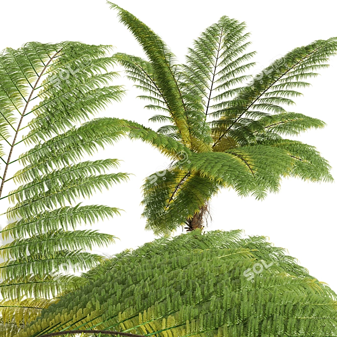 Tall Alsophila Spinulosa Fern Model 3D model image 4