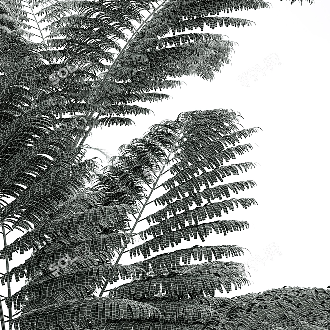 Tall Alsophila Spinulosa Fern Model 3D model image 5
