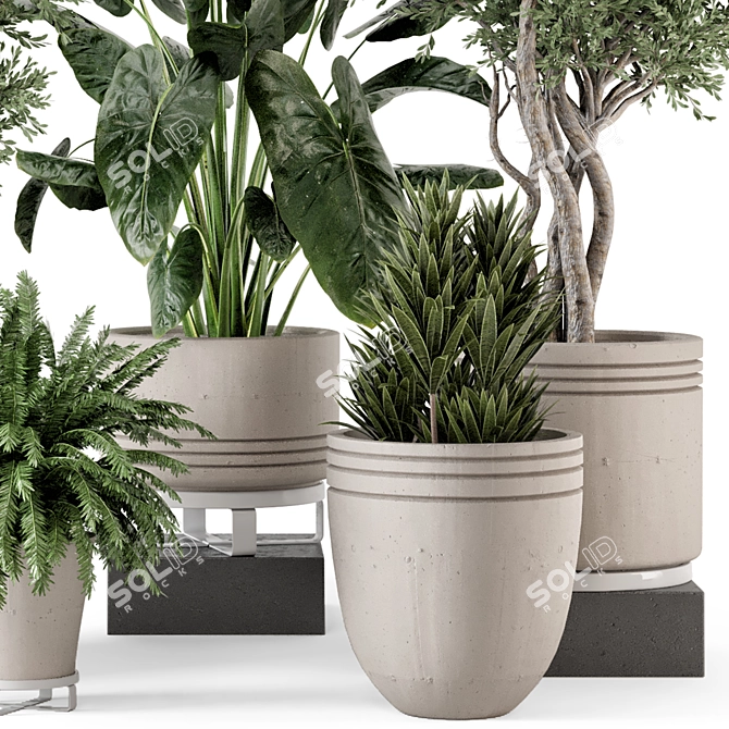 Rusty Concrete Pot Indoor Plants 3D model image 3