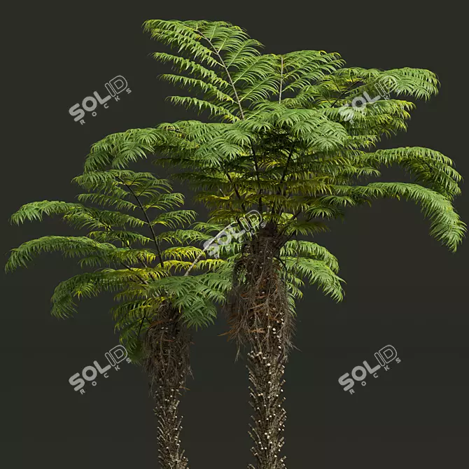 Detailed Alsophila Spinulosa Fern Models 3D model image 3